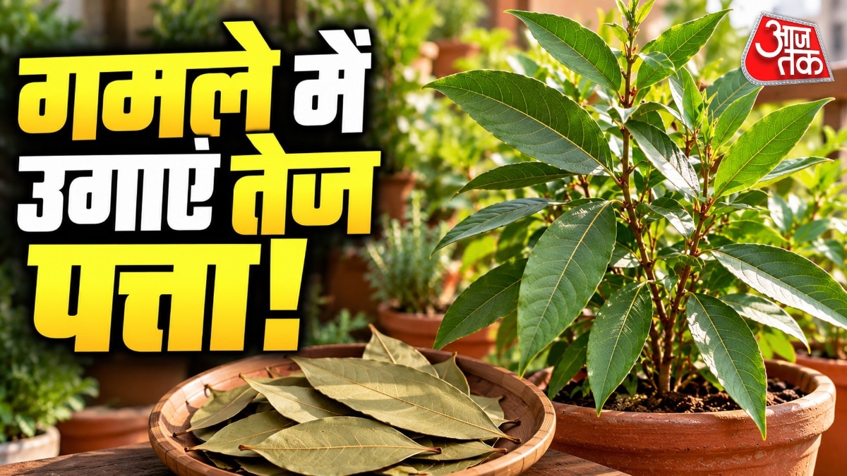 तेज पत्ता घर में उगाने के लिए नर्सरी से आप सीधा पौधा भी ला सकते हैं. (Photo: ITG)