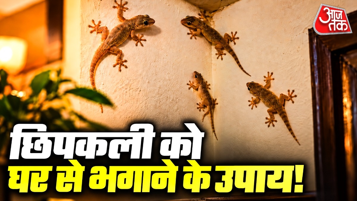 छिपकलियों खाने के लिए घर में आती हैं. (PHOTO:AI)