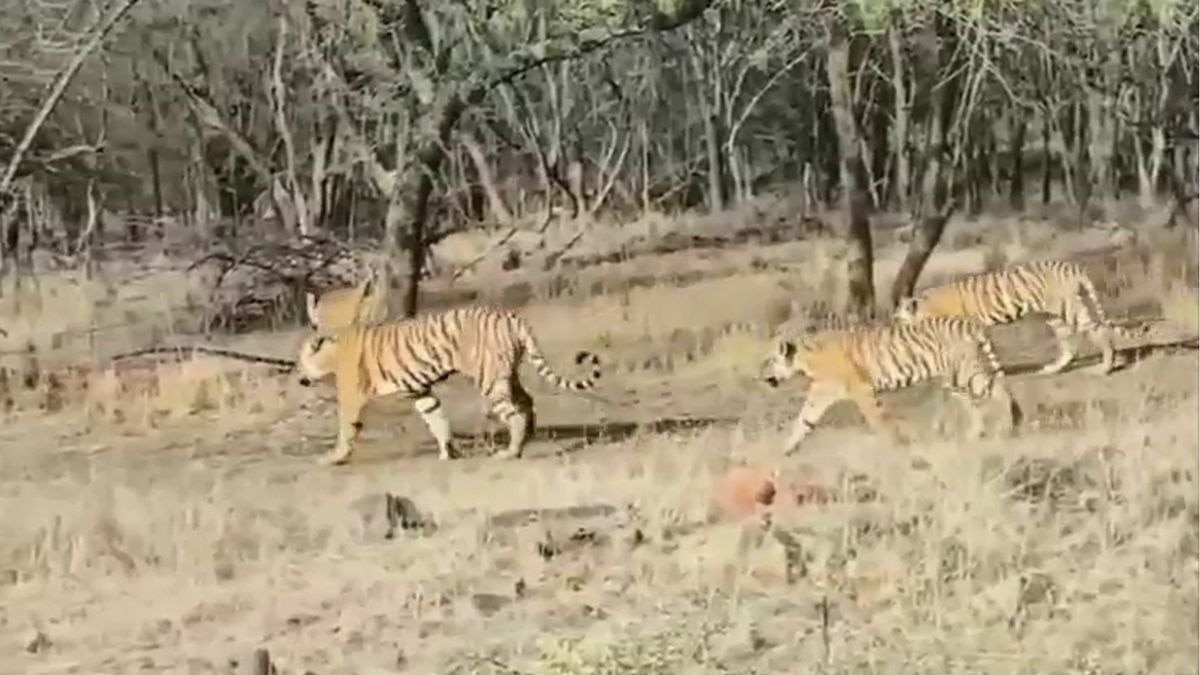 अब चीतों की मॉनीटरिंग के लिए लाई जा रही डिवाइस. (Photo: Screengrab)