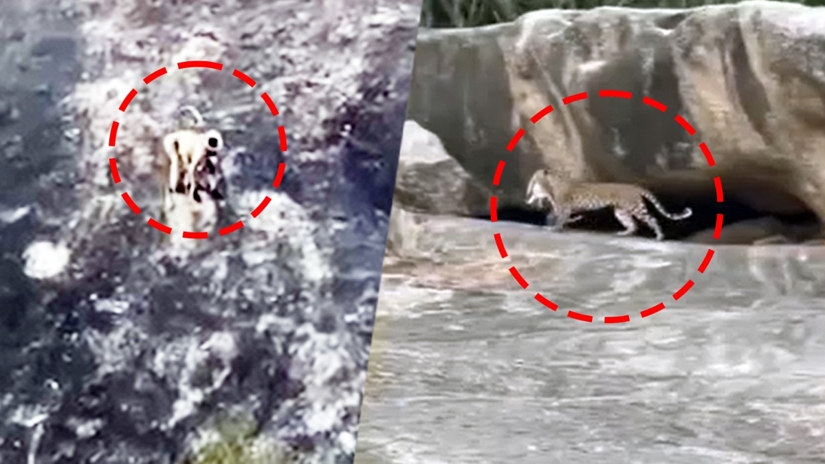 Panther 'Padma' Spotted Hunting Monkey Baby in Jawai.s Black Hill, Wildlife Lovers Amazed 