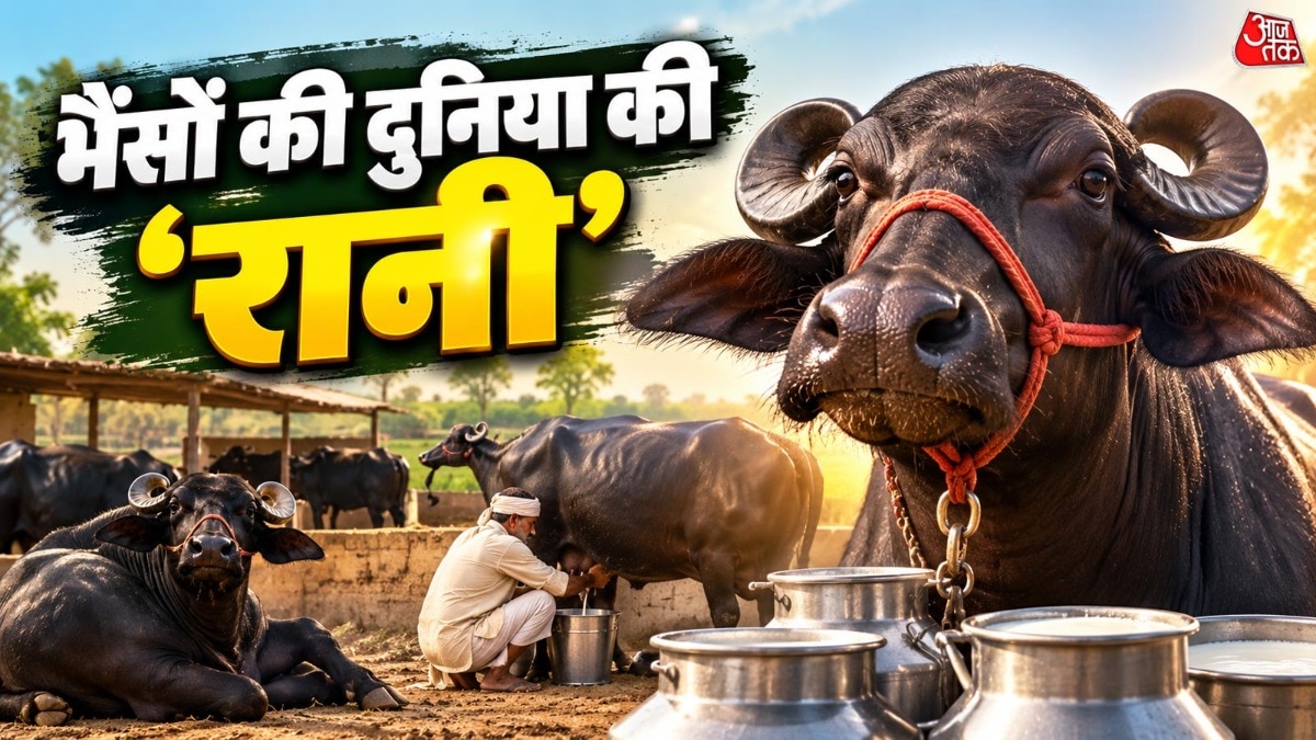 मुर्रा भैंस एक दिन में करीब 10 से 15 लीटर दूध दे सकती है. ( Photo: ITG)