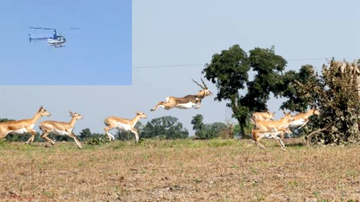 Shajapur Blackbuck 