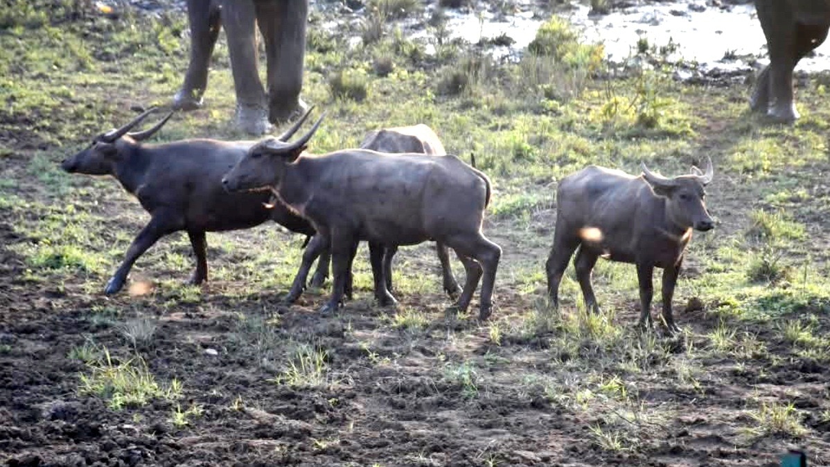 Wild Buffalo Reintroduction