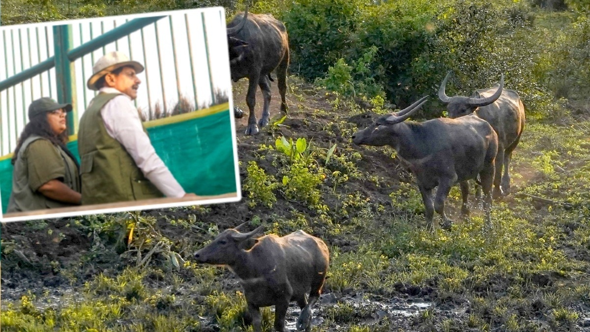 कान्हा में 17 हेक्टेयर के बड़े बाड़े में छोड़े गए 6 मादा और 2 नर जंगली भैंसे.(Photo:ITG)