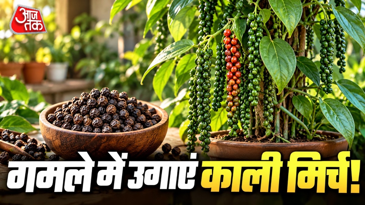 काली मिर्च का पौधा उगाने के लिए आपको मीडियम साइज गमले की जरूरत होगी. (Photo: ITG)