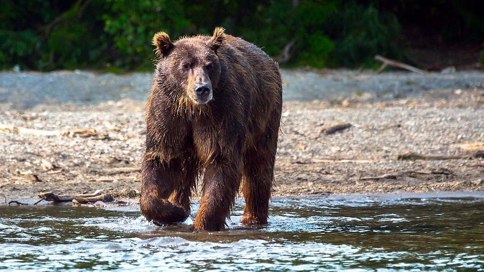 About 3500 Bears Killed in Russia Over 9 Months; Highest Number of Deaths Recorded in Siberia