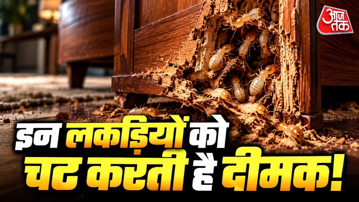 Types Of Wood Prone To Termites (Photo: ITG)