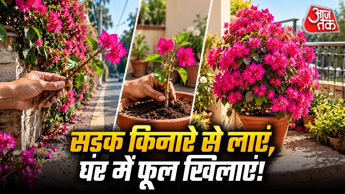 बोगनवेलिया का नया पौधा तैयार करने के लिए हेल्दी पौधे से टहनी काटना जरूरी है. (Photo: ITG)