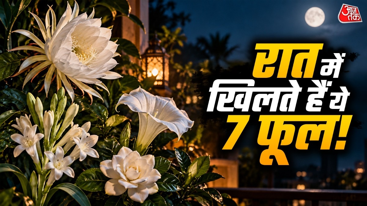 रात को खिलने वाले फूलों में रातरानी जैसे खुशबूदार फूलों का नाम शामिल है. (Photo: ITG)