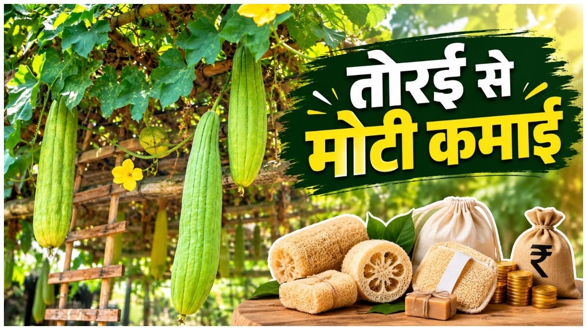 तोरई को सुखाकर कई आइटम बनाए जाते हैं, जो महंगे दाम में बिकते हैं. (Photo: AI Generated)