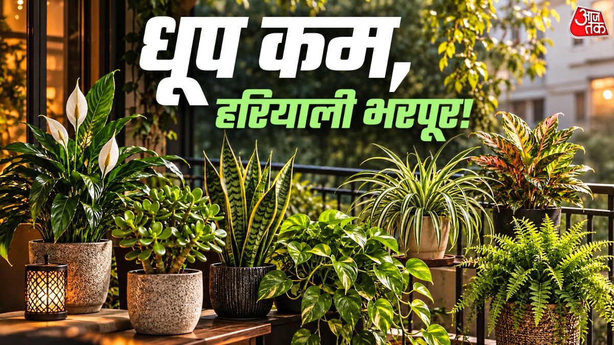 स्नेक प्लांट और स्पाइडर प्लांट जैसे पौधे कम रोशनी में भी बढ़िया तरह से ग्रो करते हैं. (Photo: ITG)