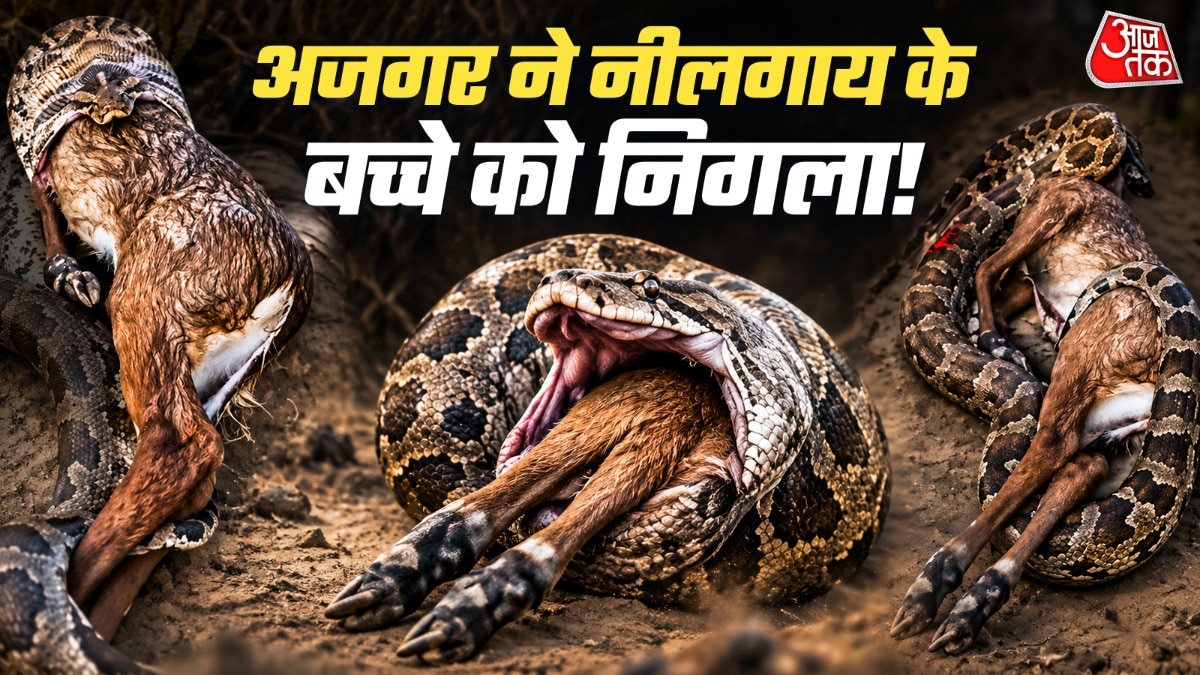 Pratapgarh Python video (Photo- ITG)