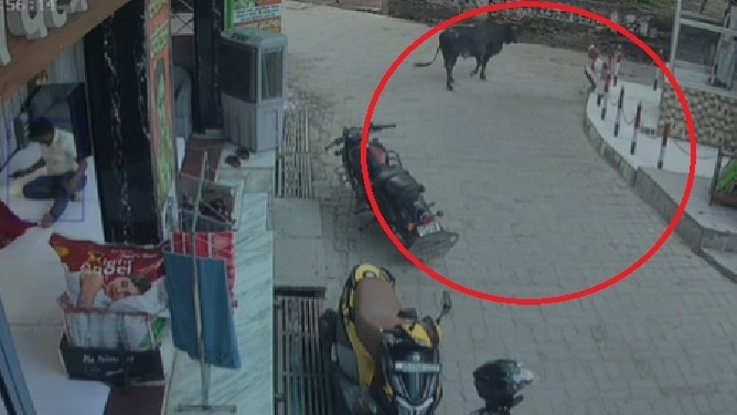 सांड के हमले की घटना से दहशत में लोग. (Photo: Screengrabs)