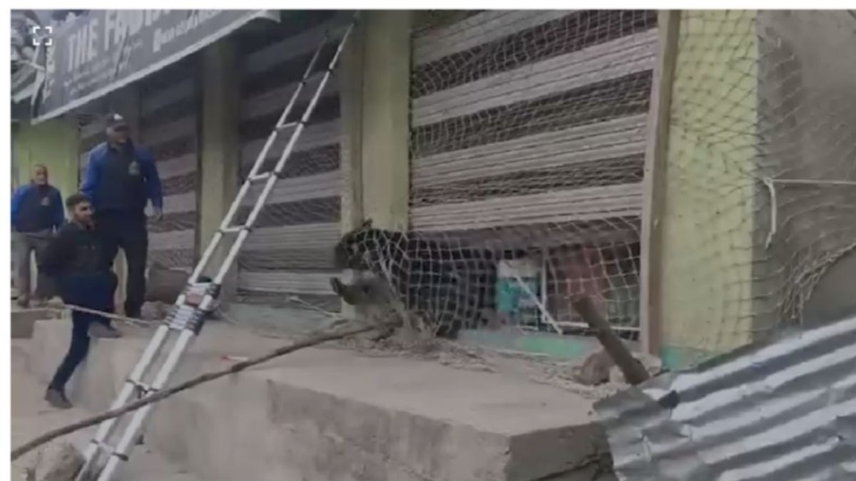 दुकान के अंदर दुबक कर बैठा था भालू. (Photo: Screengrab)