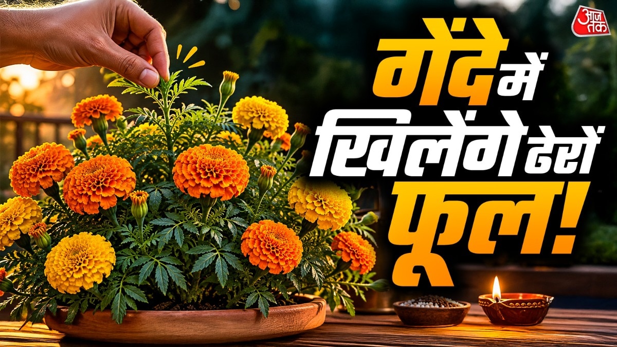गेंदे के पौधे पर फूल लाने के लिए उसकी सही देखभाल जरूरी है. (Photo: ITG)