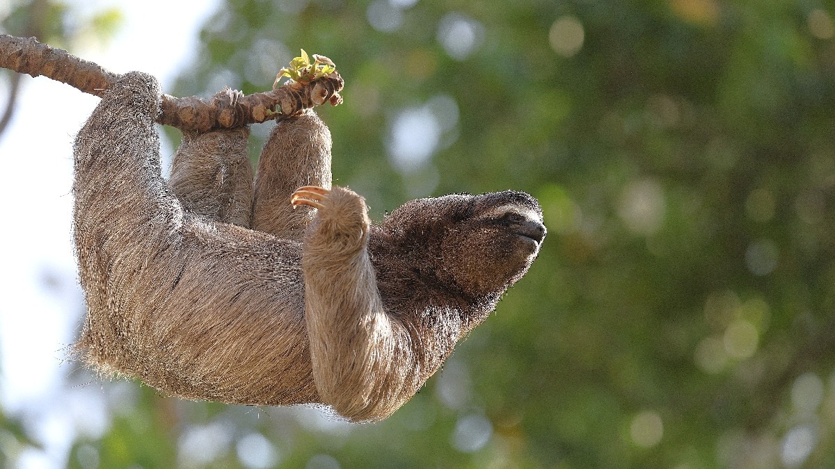 Sloth animal facts