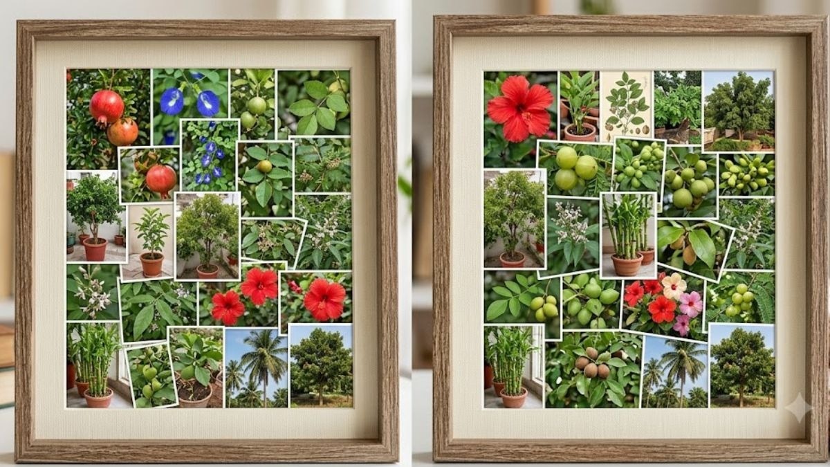 Lucky Plant Vastu