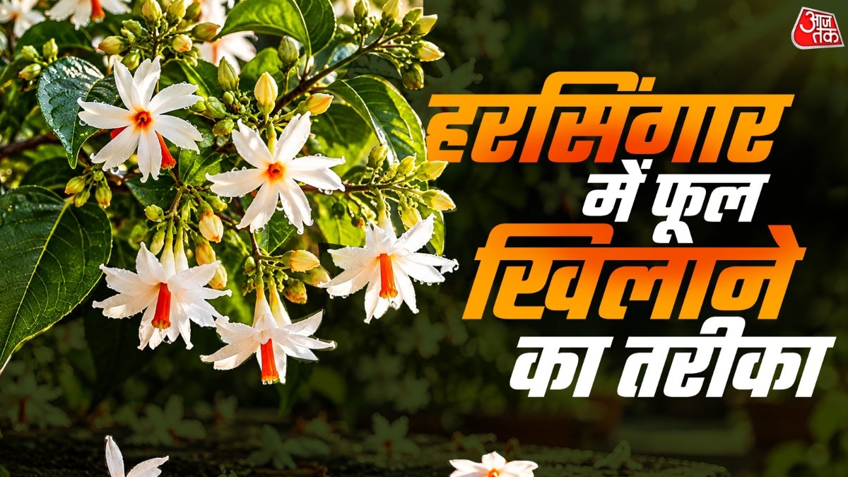 हरसिंगार के पौधे पर फूल लाने के लिए उसमें समय से खाद डालना जरूरी है. (Photo: ITG)