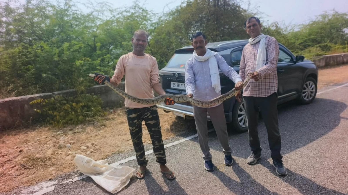 राजस्थान में 10 फीट लंबे अजगर की रेस्क्यू कर बचाई जान (Photo: File)