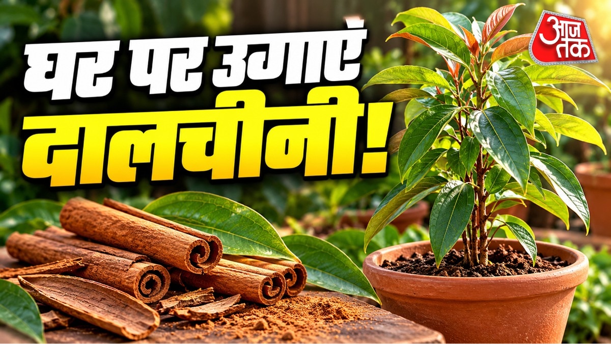घर पर दालचीनी उगाने के लिए 18 से 24 इंच का गमला चाहिए होगा. (Photo: ITG)