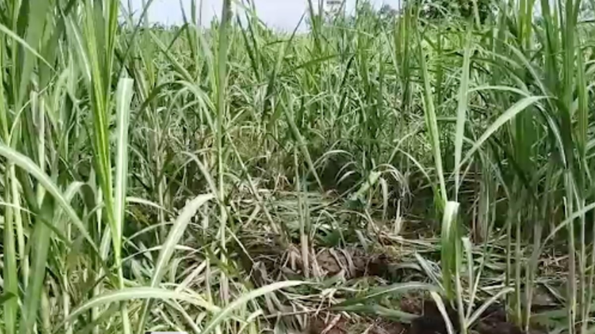 किसानों के सामने आर्थिक संकट गहराया.(Photo:Screengrab)