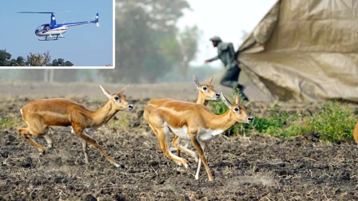 काले हिरणों का बिना दवा और चोट रेस्क्यू. (Photo:ITG) 