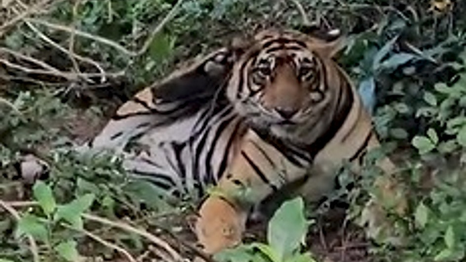 सरिस्का टाइगर रिजर्व से खुशखबरी आई है