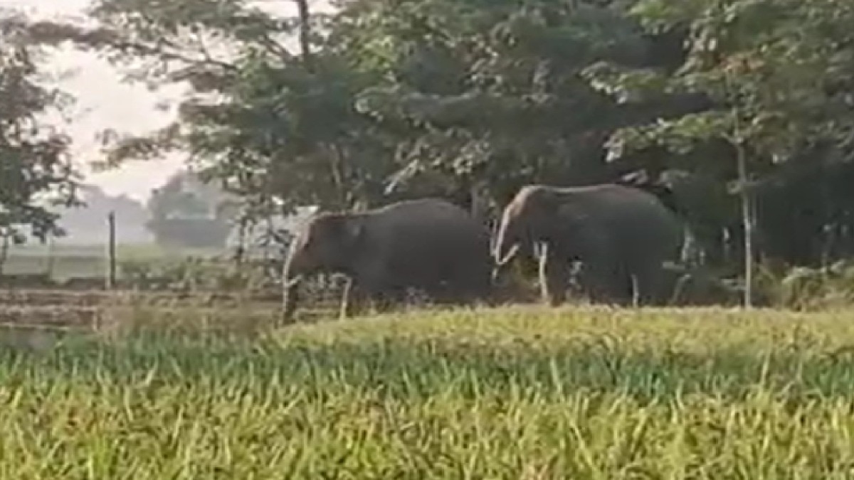 खेतों में धान रौंदते गांव में घुसे जंगली हाथी. (Photo: Screengrab)