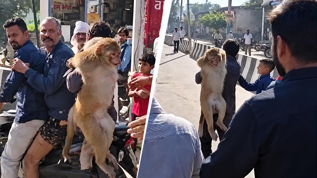 12 से ज्यादा लोगों को काटने वाला बंदर पकड़ा गया. (Photo: Screengrab)