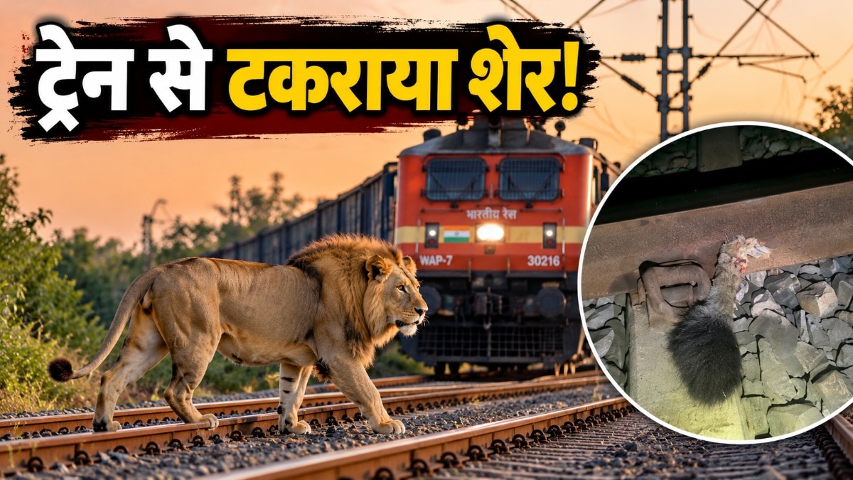 गुजरात में मालगाड़ी की चपेट में आने से एक शेर घायल हो गया, रेलवे ट्रैक पर उसकी पूंछ मिलने के बाद वन विभाग ने तलाशी अभियान शुरू किया (Photo:AI generated)