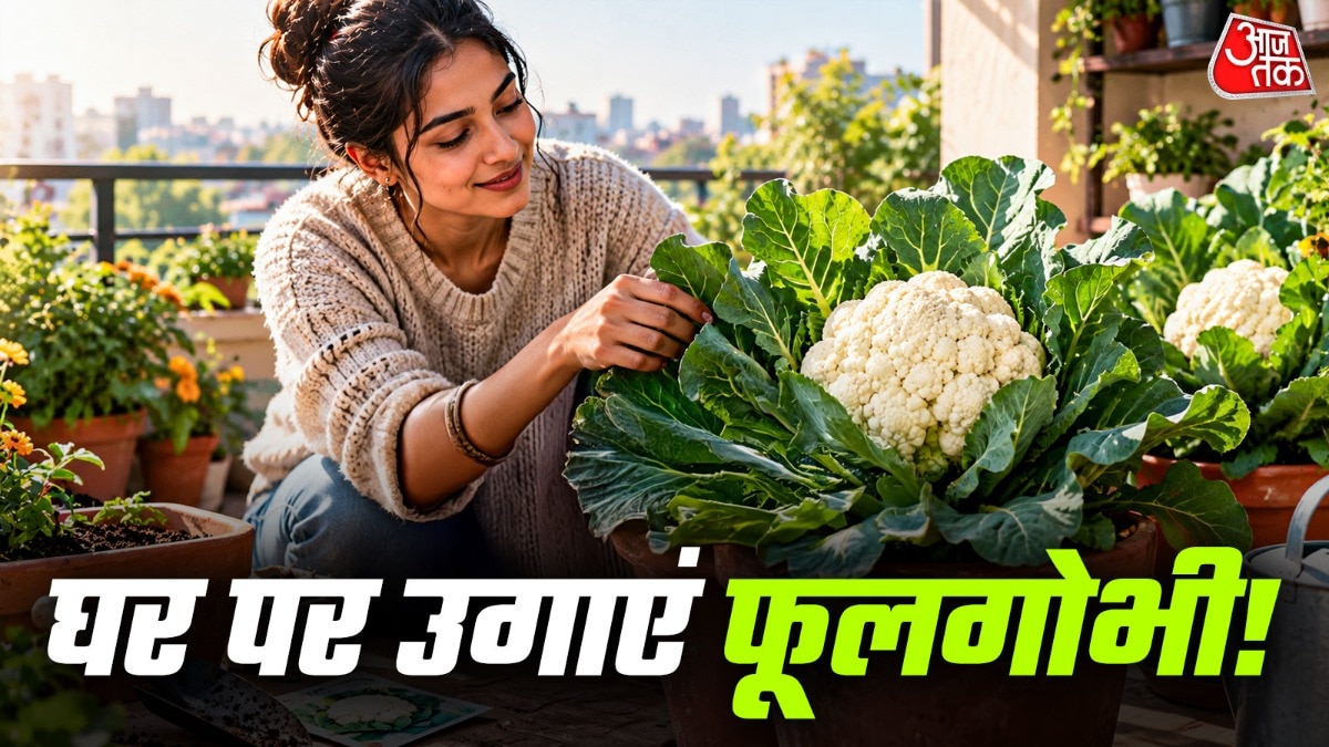 घर पर फूल गोभी उगाने के लिए 12 से 14 इंच का गमला चाहिए होता है. (Photo: ITG)