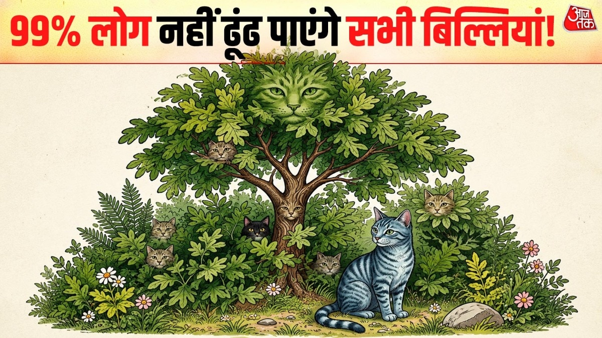 क्या आप तस्वीर में छिपी सभी बिल्लियों को ढूंढ सकते हैं? ( Photo: ITG)