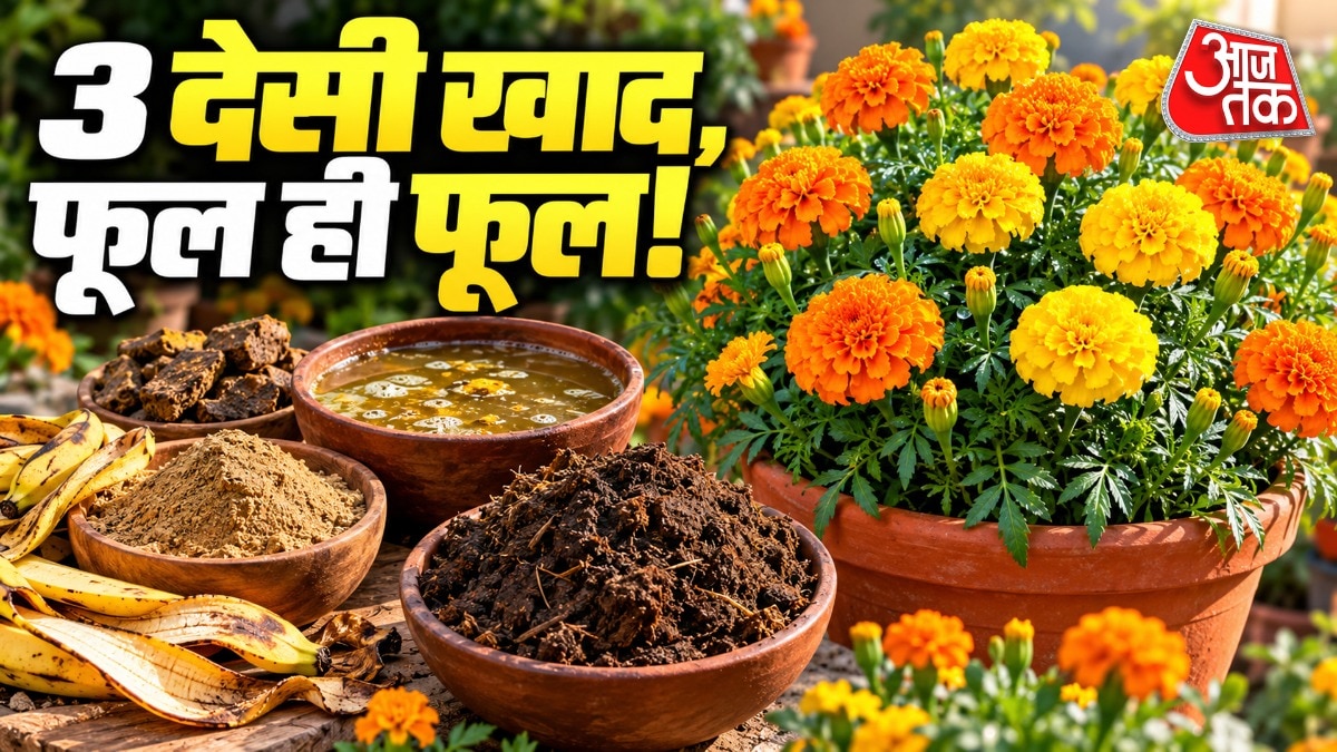 How To Get More Flowers On Marigold Plant (Photo: ITG)