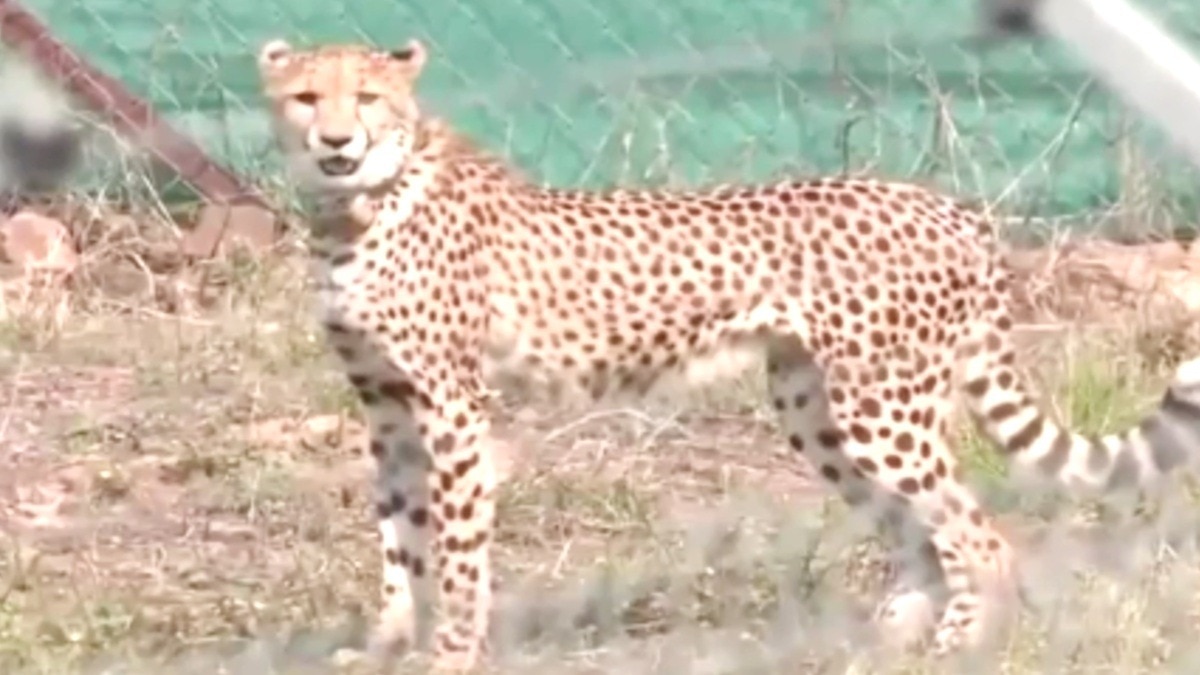 kuno cheetah