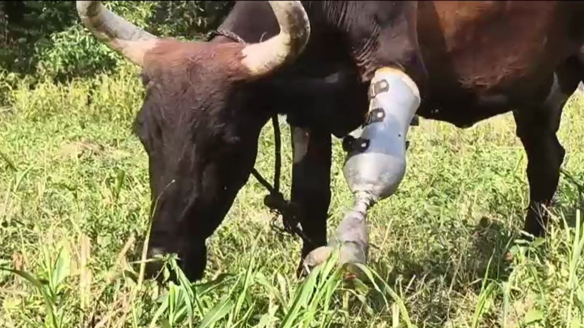 गाय को लगाया आर्टिफिशियल पैर. (Photo: Screengrab)