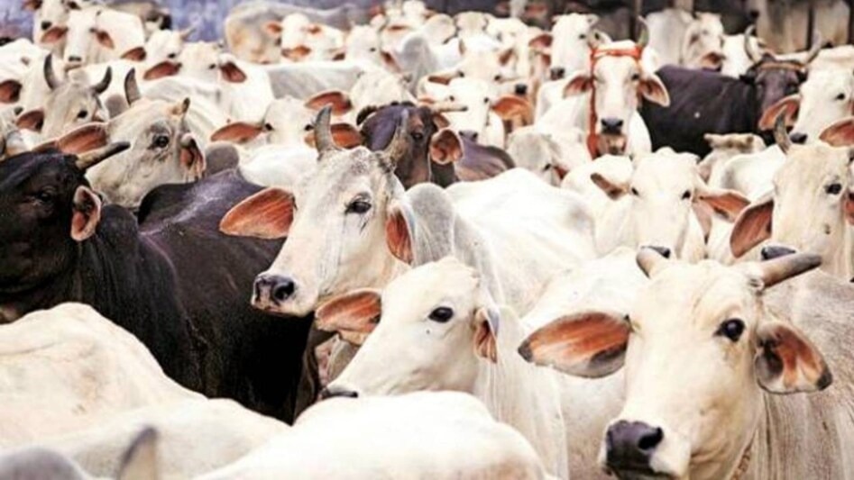 गोशालाओं में ग्रामीणों के साथ मनाई जाएगी दीपावली (Photo-ITG)