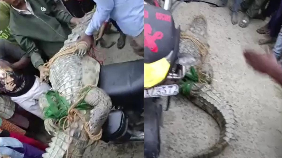 मगरमच्छ के साथ गांव में लोग बना रहे थे रील. (Photo: Screengrab)