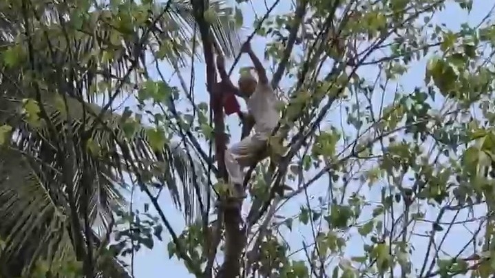 मुंबई में पीपल के पेढ़ पर चढ़ गए पुजारी. (Photo- Screengrab)