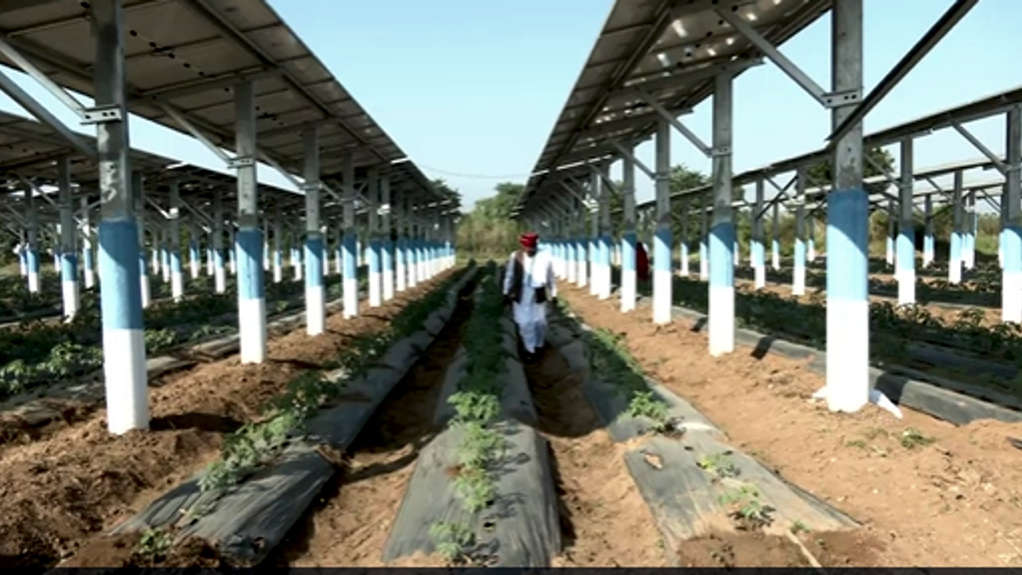 राजस्थान के किसान का कमाल (Photo-ITG)