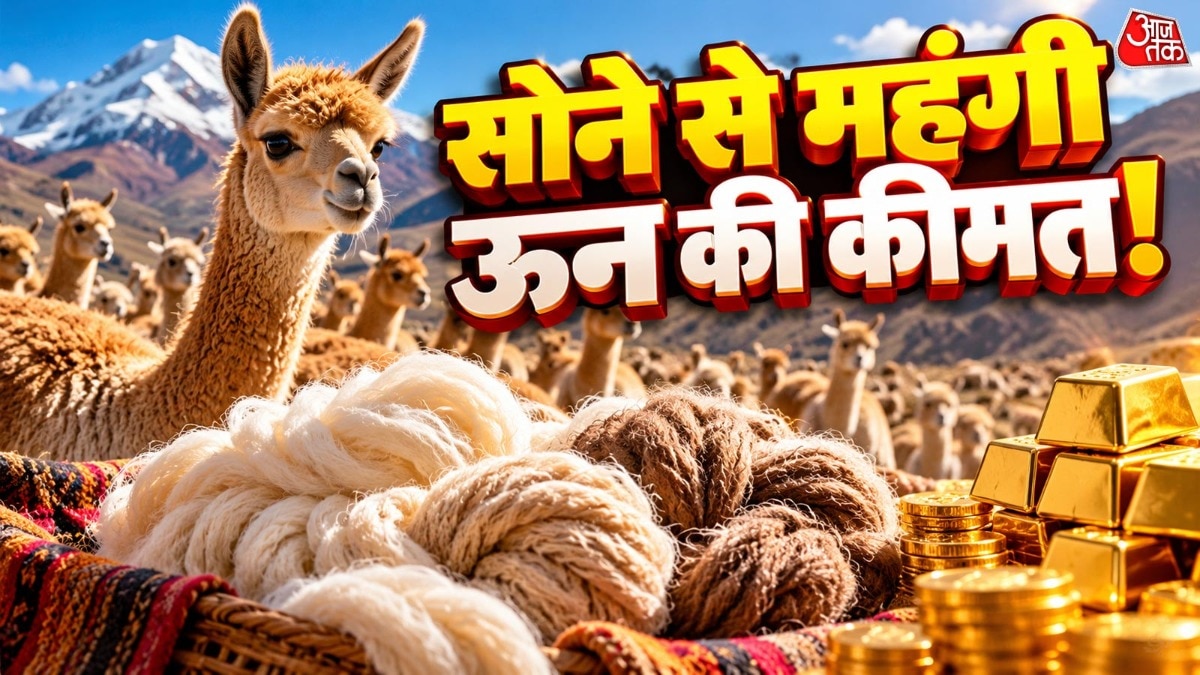 जानिए क्यों इसकी ऊन की तुलना सोने से की जाती है और कैसे इससे महंगे कपड़े तैयार किए जाते हैं. ( Photo: ITG)