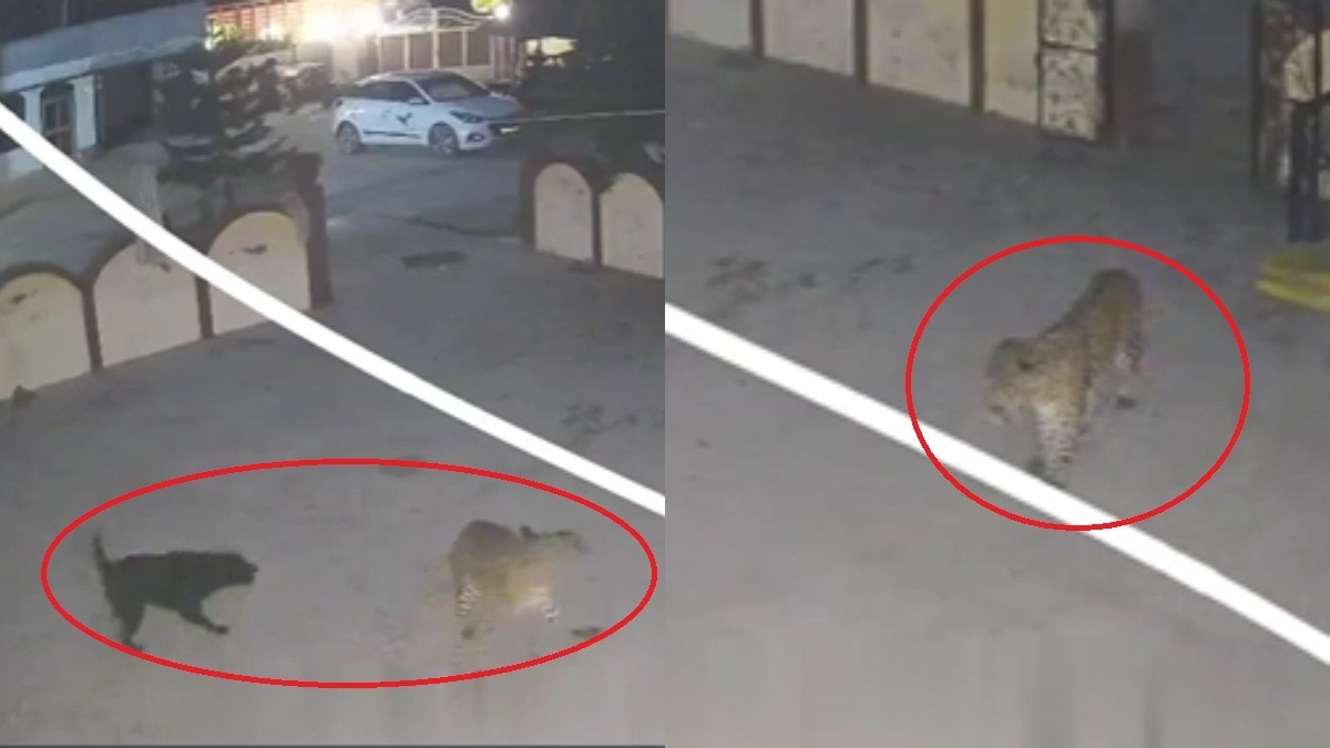 मालिक सोता रहा, कुत्ते ने संभाला मोर्चा... तेंदुए को खदेड़ने का VIDEO वायरल