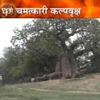 कल्‍पवृक्ष