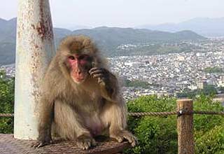 बंदर बना चुनावी मुद्दा