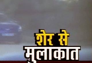 शेर से हुई मुलाकात