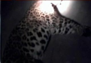 गांववालों ने तेंदुए को मार डाला