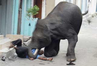 हाथियों का तांडव