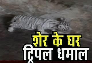 बाघिन और शावक