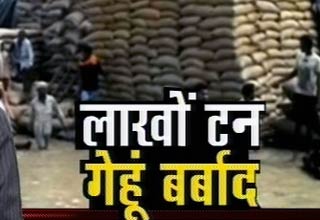 गेंहू बर्बाद