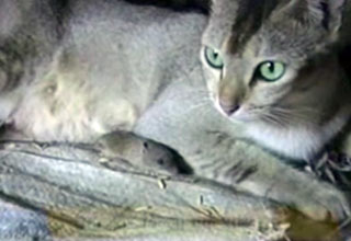 चूहा-बिल्ली