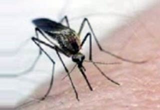 दिल्ली डेंगू